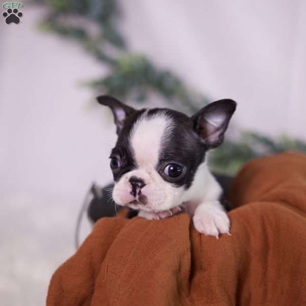 Wilma (Tiny), Boston Terrier Puppy